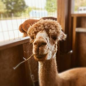 Meet your Posher, Kobe